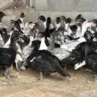 بط بلدي للبيع