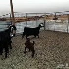 2 معزاء قبروصبات مواليد يتبعها 4