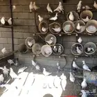 حمام للبيع منتج شرط مع صور انتاجه