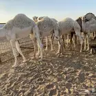 حشو للبيع
