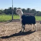 مشروع فحل نجدي فاخر العمر ثمانيه اشهر