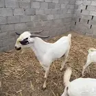 2فحول للبيع بيشيات الامرخ سديس والأعفر ثني. وكلها ماشاءالله