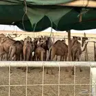 حشو قعدان وبكار