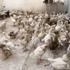 صوص لوهمان براون بيور دم صافي والصحة 100