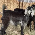 تيوس ثلاجه