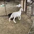 خروف خري العمر3 شهور