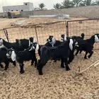 تيوس