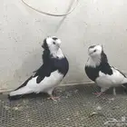 بلغاري عبسي طيور