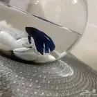 للبيع سمكة فايتر