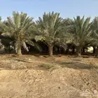 نخل سكري واخلاص جثايث