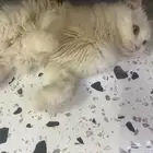 قطه للتبني