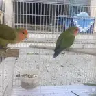 زوج روز منتج تم البيع