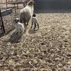 شاة نعيمية والد