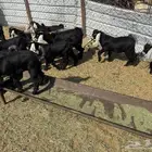 تيوس مندي فاخر