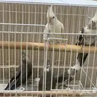 زوج كروان مع فروخه