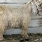 تيس اصفر كايف