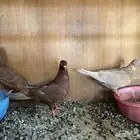 حمام زينه