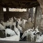 غنم للبيع