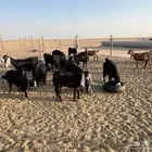 معزاء العدد 17 مع التيس مراح واحد بعضهن بنات بعض فيهن ثنتين