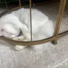 قط شيرازي أبيض
