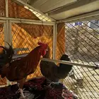 دجاج بلدي للبيع