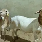 2 شاه برابر