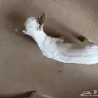 تيس قزم للبيع عمره 5ايام ذكر