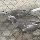 طبه حمام ياكريم قرزل دبل كرست