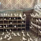 حمام فرنسي جامبو