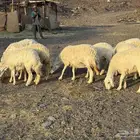حريات حرش مراح فاخر