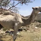 بعير منتج كفو  وسن  دخل ثني  مشروط  جميع اضراب   وبعير