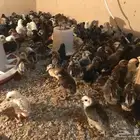 صوص دجاج