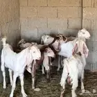تيس