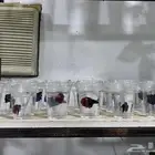 سمك فايتر