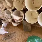 حمام لاحم 15زوج