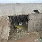 للبيع شبك ثلاثه في اثنين ارتفاع متر به زوجين ودجاجتين بلدي