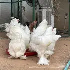 براهما بالطقم بيور