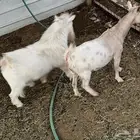 تيس ثني وعنز دافع قزميات