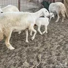 غنم خلفات مراح واحد. تم البيع