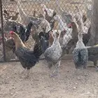 دجاج بياض بلدي وفيومي
