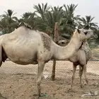 عشراء ام ثالث
