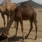 للبيع عشرا ساحلية