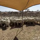 الغنم