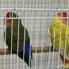 جوز روز منتج (تو مبيض)