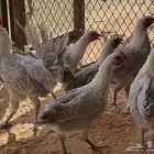 دجاج فيومي المنيوم