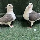 زاجل مكتف.