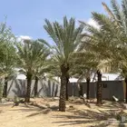 نخل للبيع العدد عشرين نخله