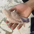 روز اليف بلون وردي جميل