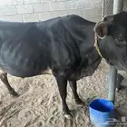 بقره جرسيه عشار كفو