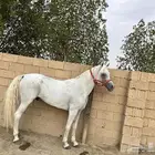 حصان